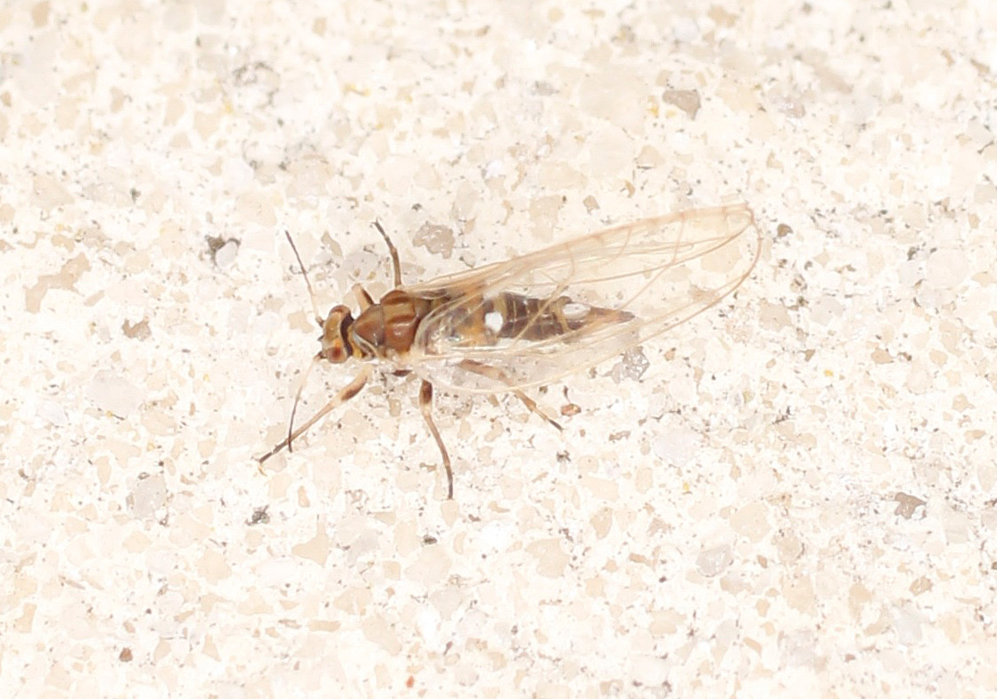 Triozidae da ID